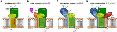 Dehalococcoides mccartyi strain CBDB1 takes up protons from the cytoplasm to reductively dehalogenate organohalides indicating a new modus of proton motive force generation